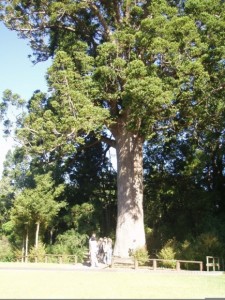 800-year-old-kauri-tree
