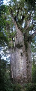 Kauri_Te_Matua_Ngahere