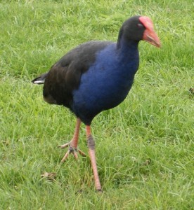 pukeko